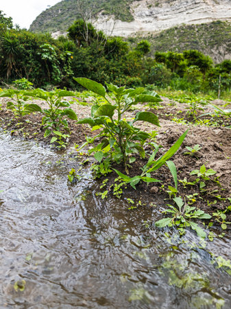 Tilling the land Nature in Growth, agriculture fertile groundの写真素材