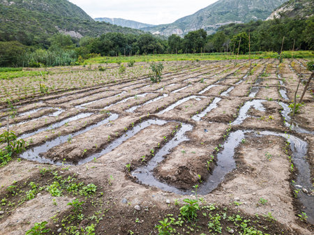 Tilling the land Nature in Growth, agriculture fertile groundの写真素材