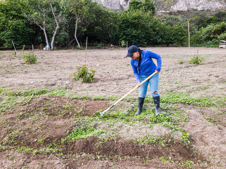 Women Tilling the land Nature in Growth, agriculture fertile groundの写真素材