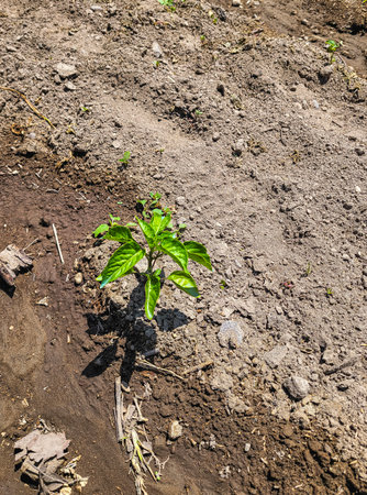 Tilling the land Nature in Growth, agriculture fertile groundの写真素材