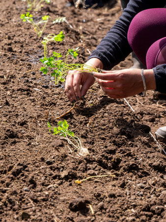 Local farmers preparing seedlings, Soil and Planting Crops for cultivation in a rural setting, ruralの写真素材