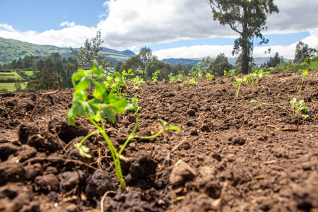 Farmers Tending and Maintaining Crops: Ensuring Healthy Growth, rural landscapeの写真素材