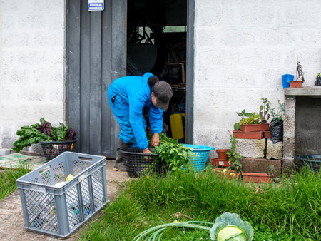 Farmers Tending and Maintaining Crops: Ensuring Healthy Growth, rural landscapeの写真素材