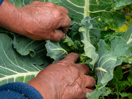 Farmers Tending and Maintaining Crops: Ensuring Healthy Growth, rural landscapeの写真素材
