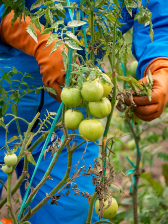 Farmers Tending and Maintaining Crops: Ensuring Healthy Growth, rural landscapeの写真素材