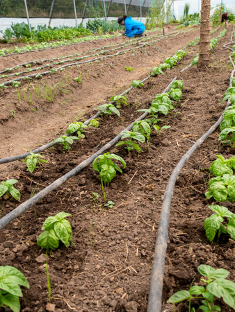 Farmers Tending and Maintaining Crops: Ensuring Healthy Growth, rural landscapeの写真素材