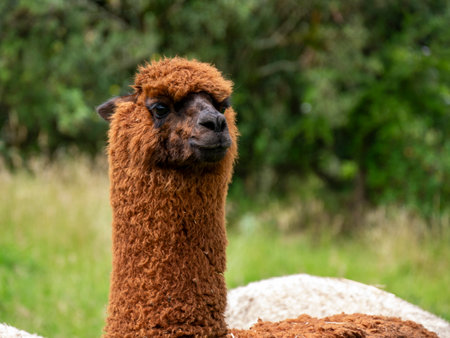 Brown Llama in a Rural Landscape: Andean Nature Connection, Andesの写真素材