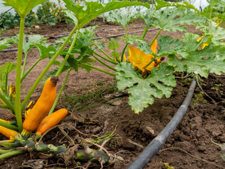 Farmers Tending and Maintaining Crops: Ensuring Healthy Growth, rural landscapeの写真素材