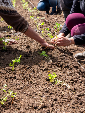 Local farmers preparing seedlings, Soil and Planting Crops for cultivation in a rural setting, ruralの写真素材