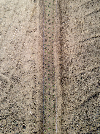 Local farmers preparing seedlings, Soil and Planting Crops for cultivation in a rural setting, rural