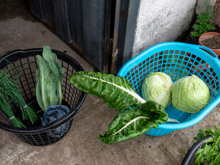 Farmers Tending and Maintaining Crops: Ensuring Healthy Growthの写真素材