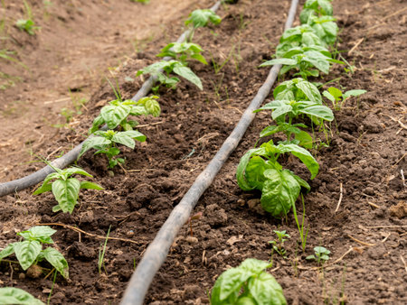 Farmers Tending and Maintaining Crops: Ensuring Healthy Growth, rural landscapeの写真素材