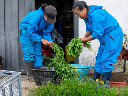 Farmers Tending and Maintaining Crops: Ensuring Healthy Growth, rural landscapeの写真素材