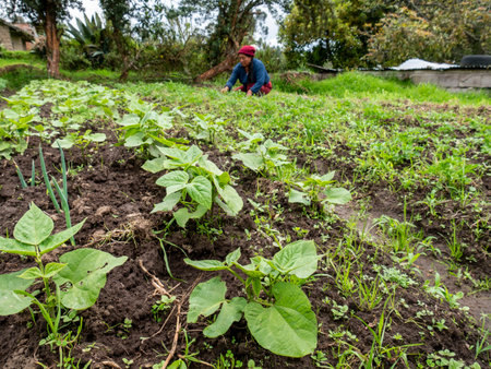 Farmers Tending and Maintaining Crops: Ensuring Healthy Growth, rural landscapeの写真素材