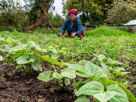 Farmers Tending and Maintaining Crops: Ensuring Healthy Growth, rural landscapeの写真素材
