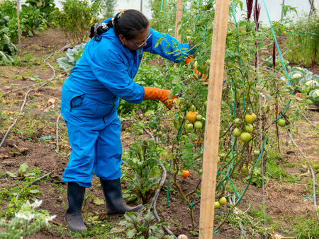 Farmers Tending and Maintaining Crops: Ensuring Healthy Growth, rural landscapeの写真素材