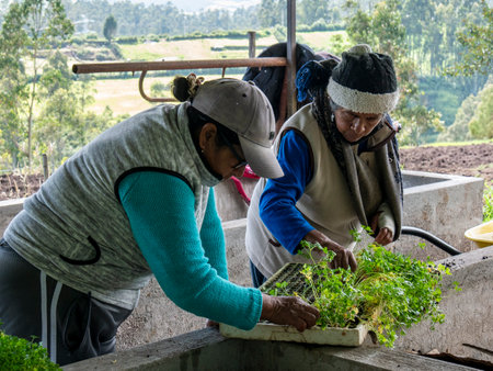 Local farmers preparing seedlings, Soil and Planting Crops for cultivation in a rural settingの写真素材