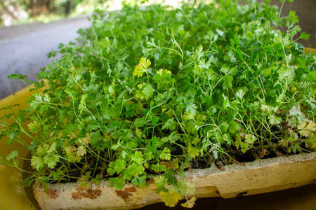 Local farmers preparing seedlings, Soil and Planting Crops for cultivation in a rural settingの写真素材