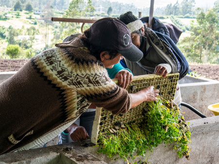Local farmers preparing seedlings, Soil and Planting Crops for cultivation in a rural settingの写真素材