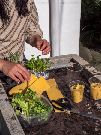 Female hands assembling seedling baskets in a controlled growing environmentの写真素材