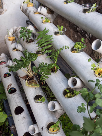 Hydroponic seedling baskets prepared for planting in a controlled environmentの写真素材