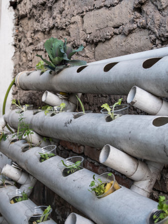 Hydroponic seedling baskets prepared for planting in a controlled environment, aquaponicの写真素材