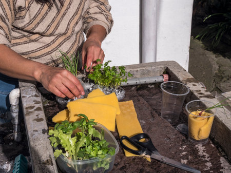 Female hands assembling hydroponic seedling baskets in a controlled growing environmentの写真素材