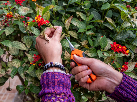 Woman Pruning Plants in a Tropical Gardenの写真素材