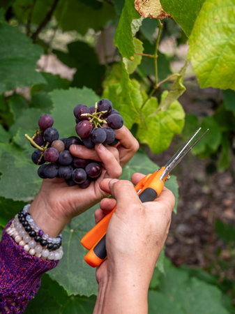 Woman Pruning Grape Vines in Vineyard
