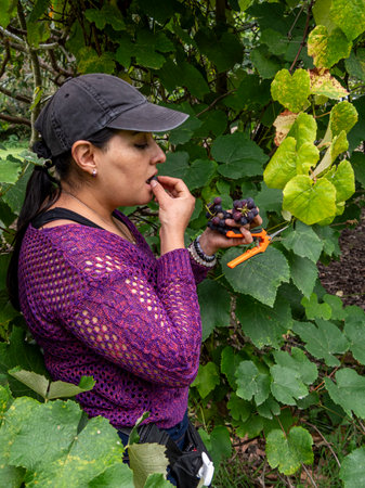 Woman Pruning Grape Vines in Vineyardの写真素材