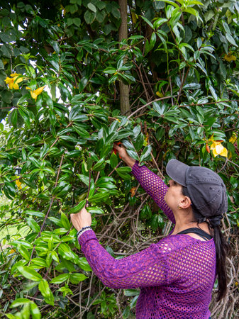 Woman Pruning Plants in a Tropical Garden