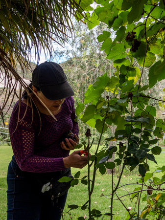 Woman Pruning Grape Vines in Vineyardの写真素材