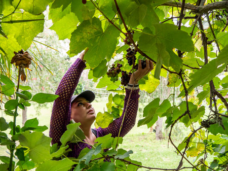 Woman Pruning Grape Vines in Vineyardの写真素材