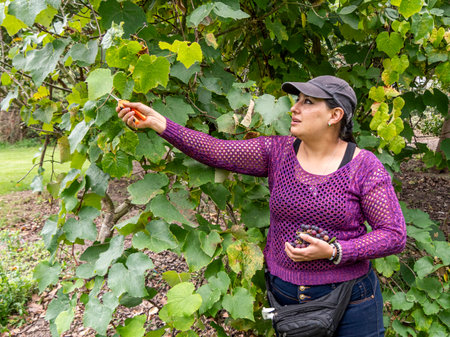 Woman Pruning Grape Vines in Vineyardの写真素材