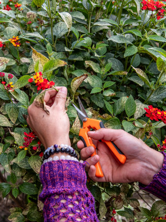Woman Pruning Plants in a Tropical Garden