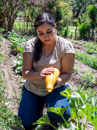 Woman Working in a Vegetable Garden with Fresh Produceの写真素材