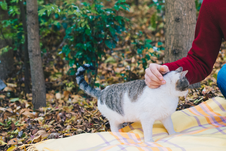 Sweety cat in the gardenの写真素材