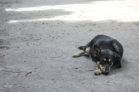 Alone dog on the streetの写真素材