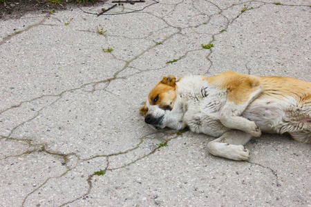 Sleepy alone dog in the streetの写真素材