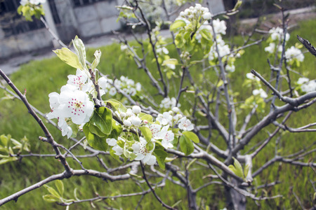 Abstract blurred background. Springtime - Imageの写真素材