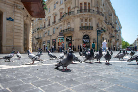 Baku, Azerbaijan â April 29, 2020: Pigeons on the pavement of Nizami street in the center of Baku, Azerbaijan.  Pigeons in urban environment.のeditorial素材