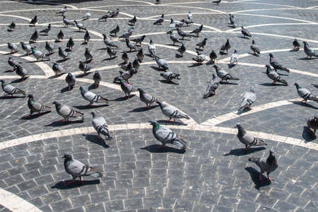 Baku, Azerbaijan â April 29, 2020: Pigeons on the pavement of Nizami street in the center of Baku, Azerbaijan.  Pigeons in urban environment.のeditorial素材