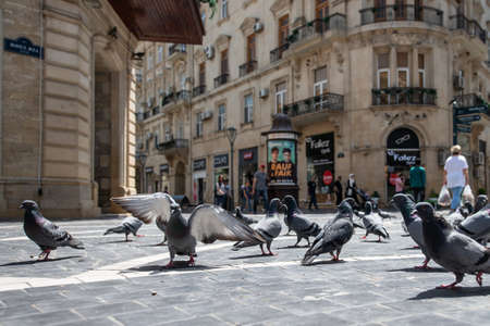 Baku, Azerbaijan â April 29, 2020: Pigeons on the pavement of Nizami street in the center of Baku, Azerbaijan.  Pigeons in urban environment.のeditorial素材