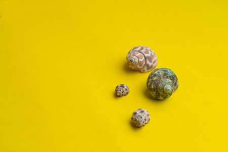 Composition of exotic sea shells on a yellow background. Summer concept. Copyspace for text.