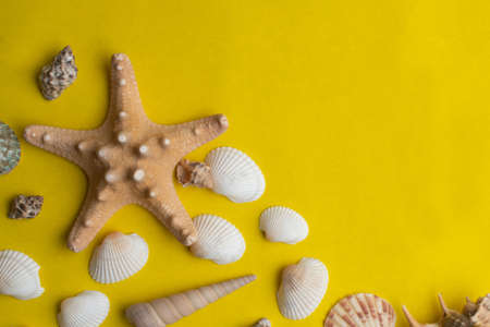 Composition of exotic sea shells on a yellow background. Summer concept.の写真素材