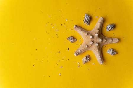 Composition of exotic sea shells on a yellow and blue background. Summer concept.の写真素材