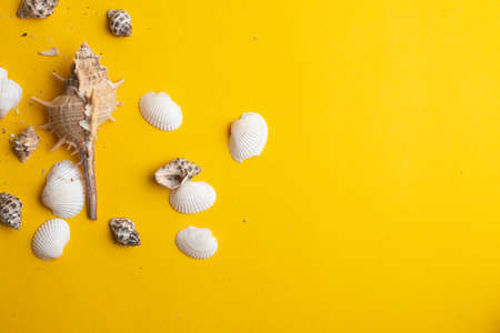 Composition of exotic sea shells on a yellow background. Summer concept. Copyspace for text.の写真素材