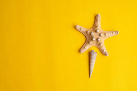 Composition of exotic sea shells on a yellow background. Summer concept.の写真素材