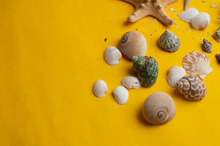 Composition of exotic sea shells on a yellow background. Summer concept. Copyspace for textの写真素材