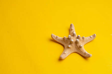 Composition of exotic sea shells on a yellow background. Summer concept. Copyspace for text.の写真素材